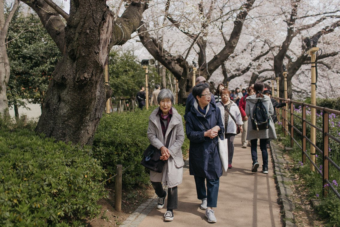 🌸 치도리가후치 공원 이미지 5